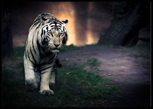White tiger poster - Plakatbar.no