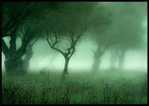Wood an the mist poster - Plakatbar.no