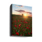Poppy fields of Sweden