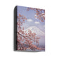 Mount Fuji Cherry Blossoms