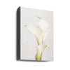 White Calla Lily No 3