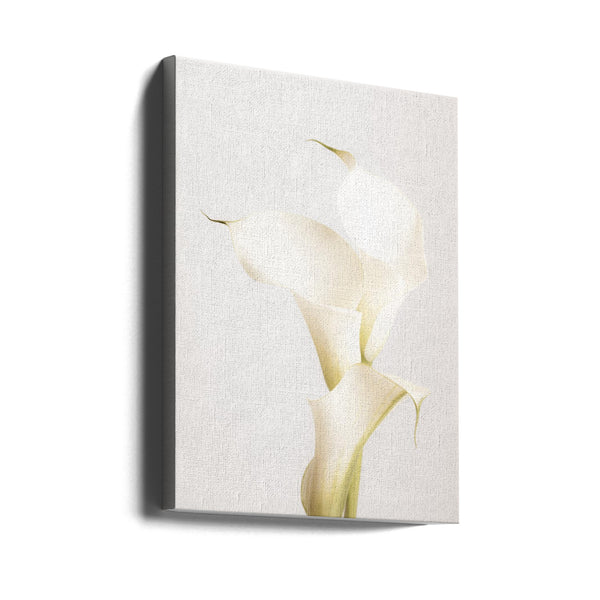 White Calla Lily No 3