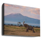 The Morning of Kilimanjaro