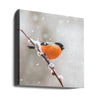 Bullfinch in a snowstorm.