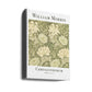 Chrysanthemum