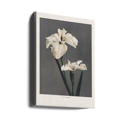 Iris Kæmpferi