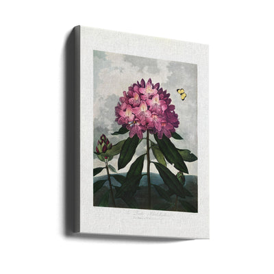 The Pontic Rhododendron from The Temple of Flora (1807)