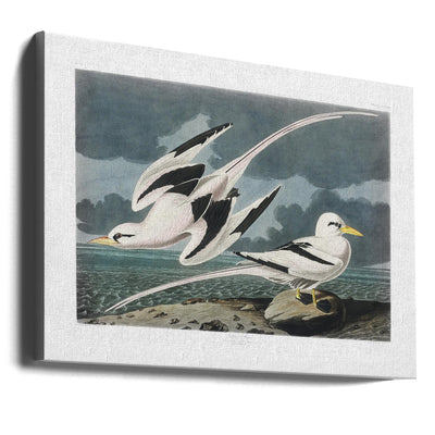 Tropic Bird From Birds of America (1827)