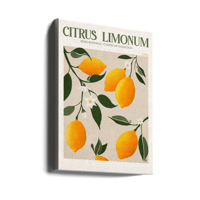 Citrus Limonum - Lemon