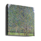 Pear Tree (1903)