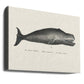 Whale Ii Antique Handcolored Sealife Lithograph 1824