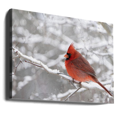 Northern Cardinal in Snow