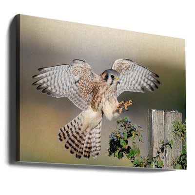American kestrel