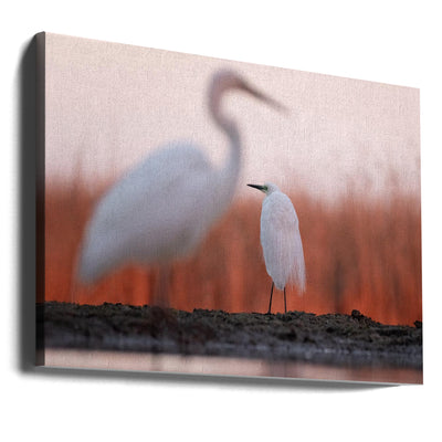 Great white egret in the morning sun