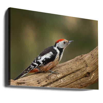 Middle spotted woodpecker.