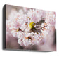 White-Eye on Sakura Blossoms