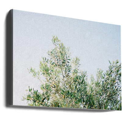 Olives In Ostuni | Italy Travel Photography