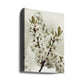 White Spring Blossoms