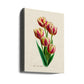 Botany   Tulipa Grand Perfection