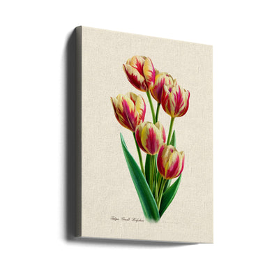 Botany Tulipa Grand Perfection