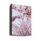 Pink Cherry Blossoms