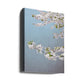 White Spring Blossoms