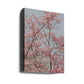 Pink Spring Blooms