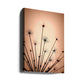 Seeds in light