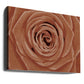 A Rose....