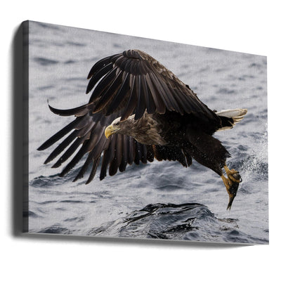 White tale eagle, Norway