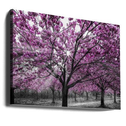 Vibrant Cherry Blossom Path