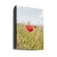 Poppy Flower