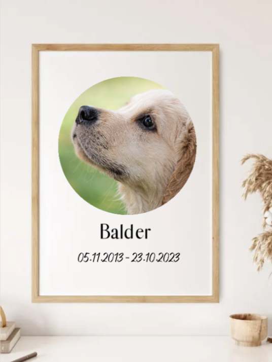 Create your own pet memorial photo
