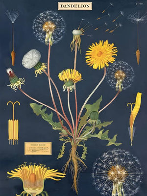 Vintage Dandelion
