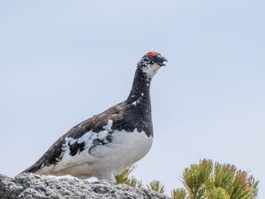 Fjellrype - plakat eller lerret