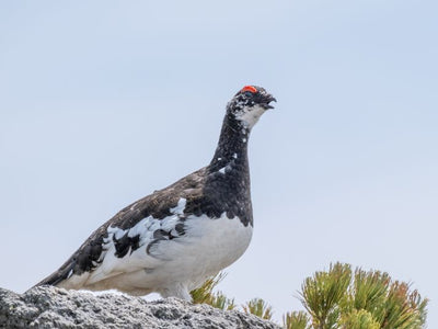 Fjellrype - plakat eller lerret
