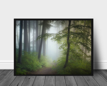 Morning Fog