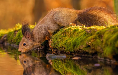 Ekorn drikker av vannet
