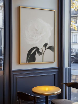 Peony 03