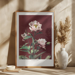 Hærdaceous Peony no2