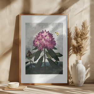 The Pontic Rhododendron from The Temple of Flora (1807)