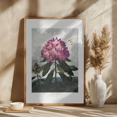 The Pontic Rhododendron from The Temple of Flora (1807)