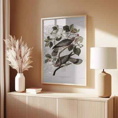 Brand Tailed Pigeon From Birds Of America (1827)