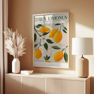 Citrus Limonum - Lemon