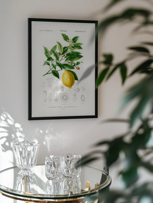 Lemon (citrus Limonium)