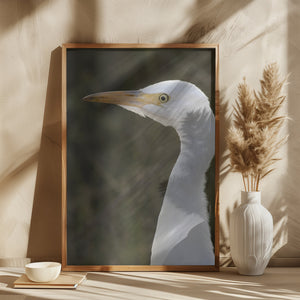 Cattle Egret (bird)