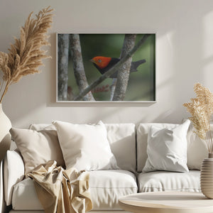 Red capped Manakin