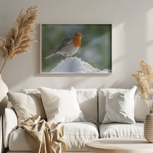 Robin.