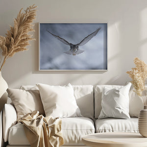 Northern HAWK Owl