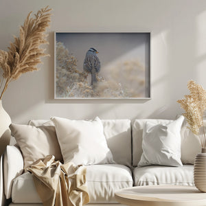 White-crowned sparrow